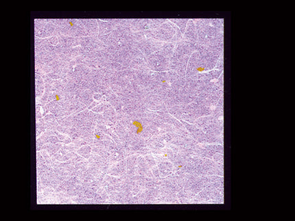 抗菌OP　おもてなし懐紙　15cm 藤　100枚