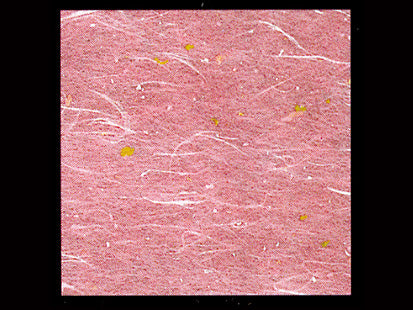 抗菌OP　おもてなし懐紙　15cm 紅梅　100枚